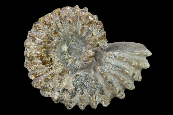 Bumpy Ammonite (Douvilleiceras) Fossil - Madagascar #134151